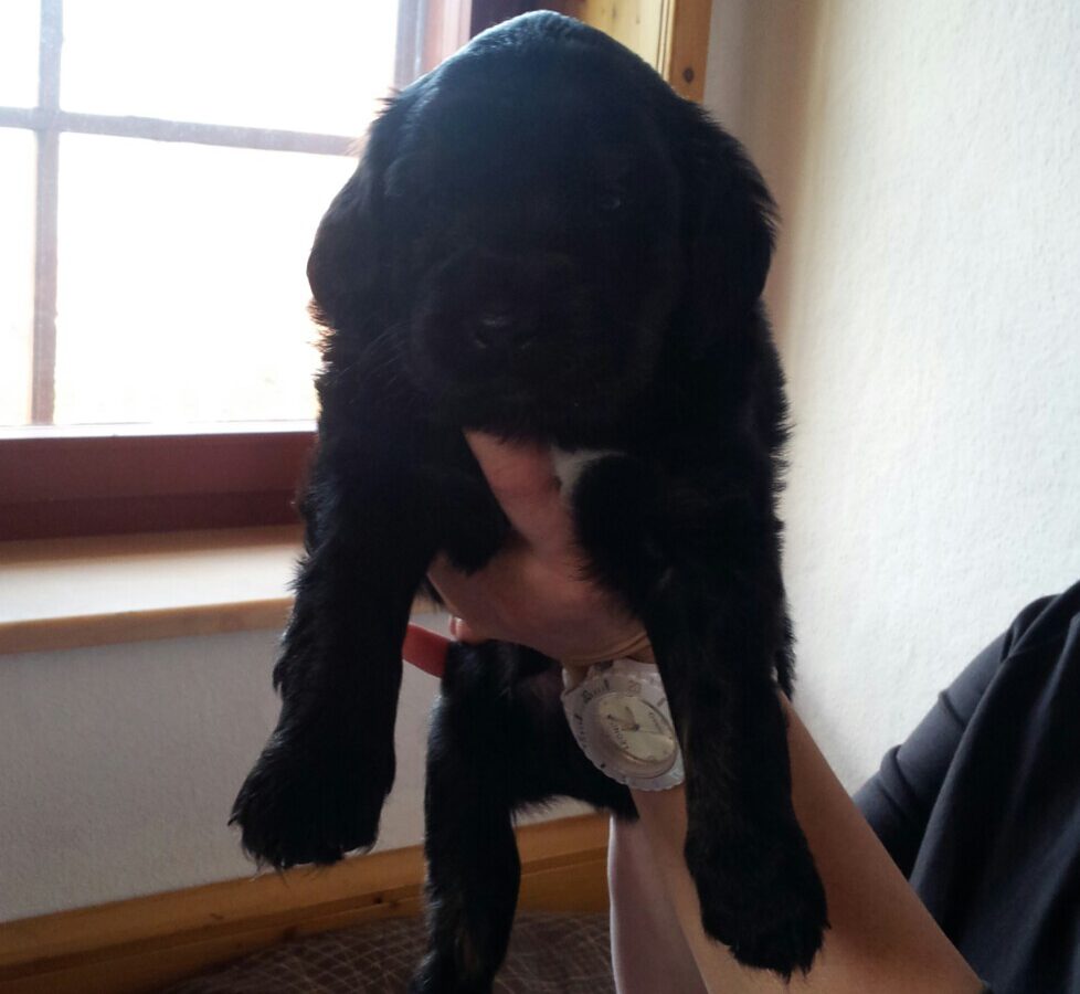 Unser Hund Malo – Namensherkunft